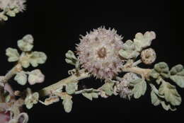Image de Neurada procumbens L.
