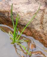 Image of American shoreweed