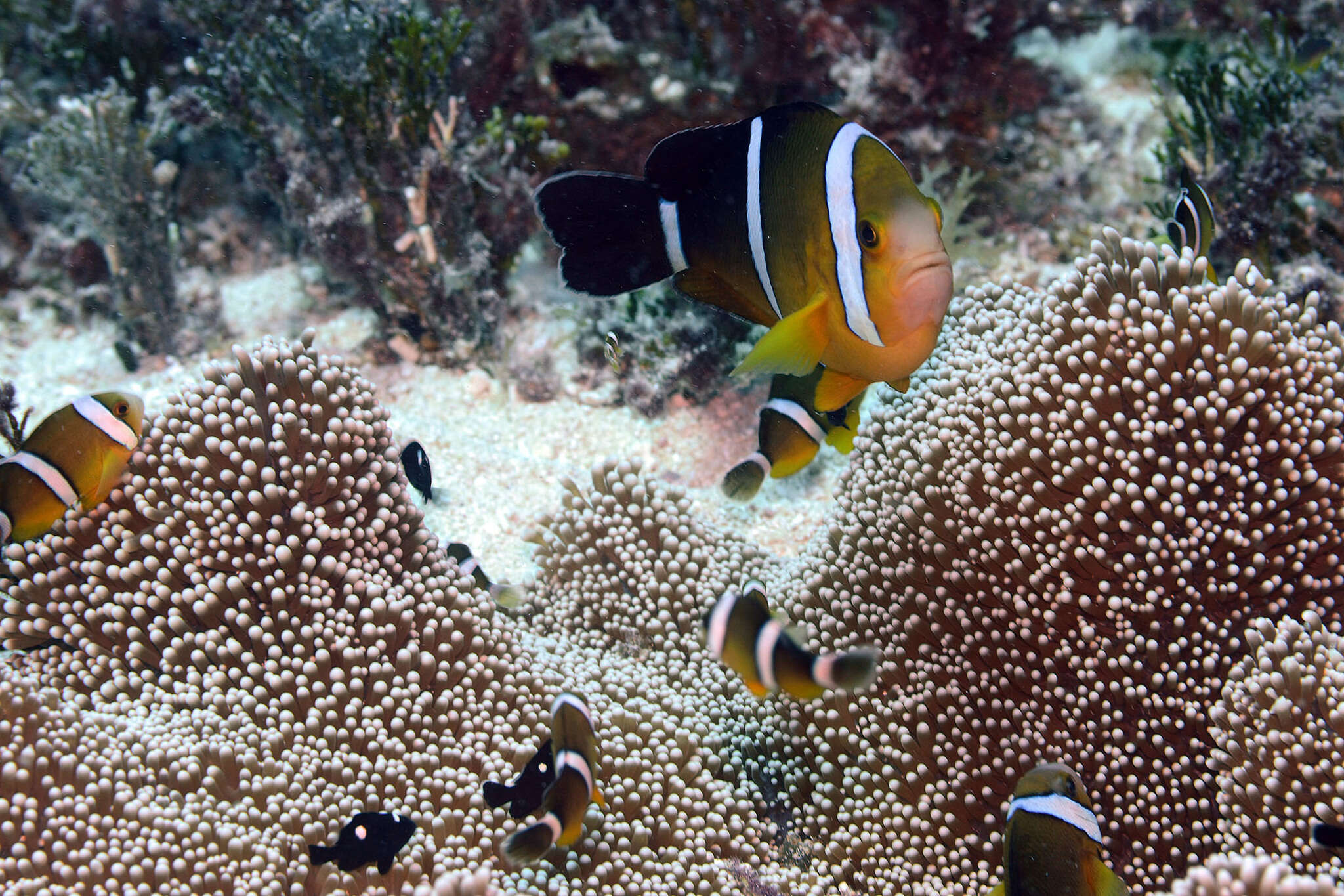 Image of Maroon clownfish