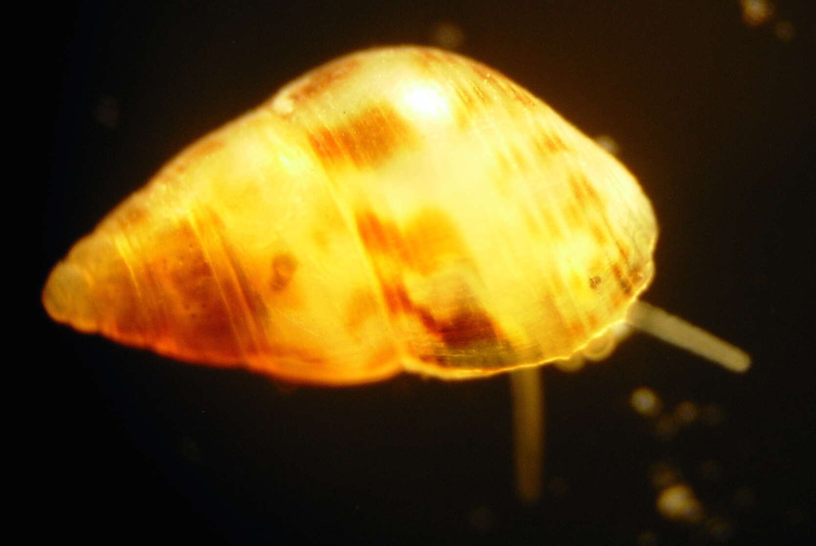 Image of Crisilla Monterosato 1917