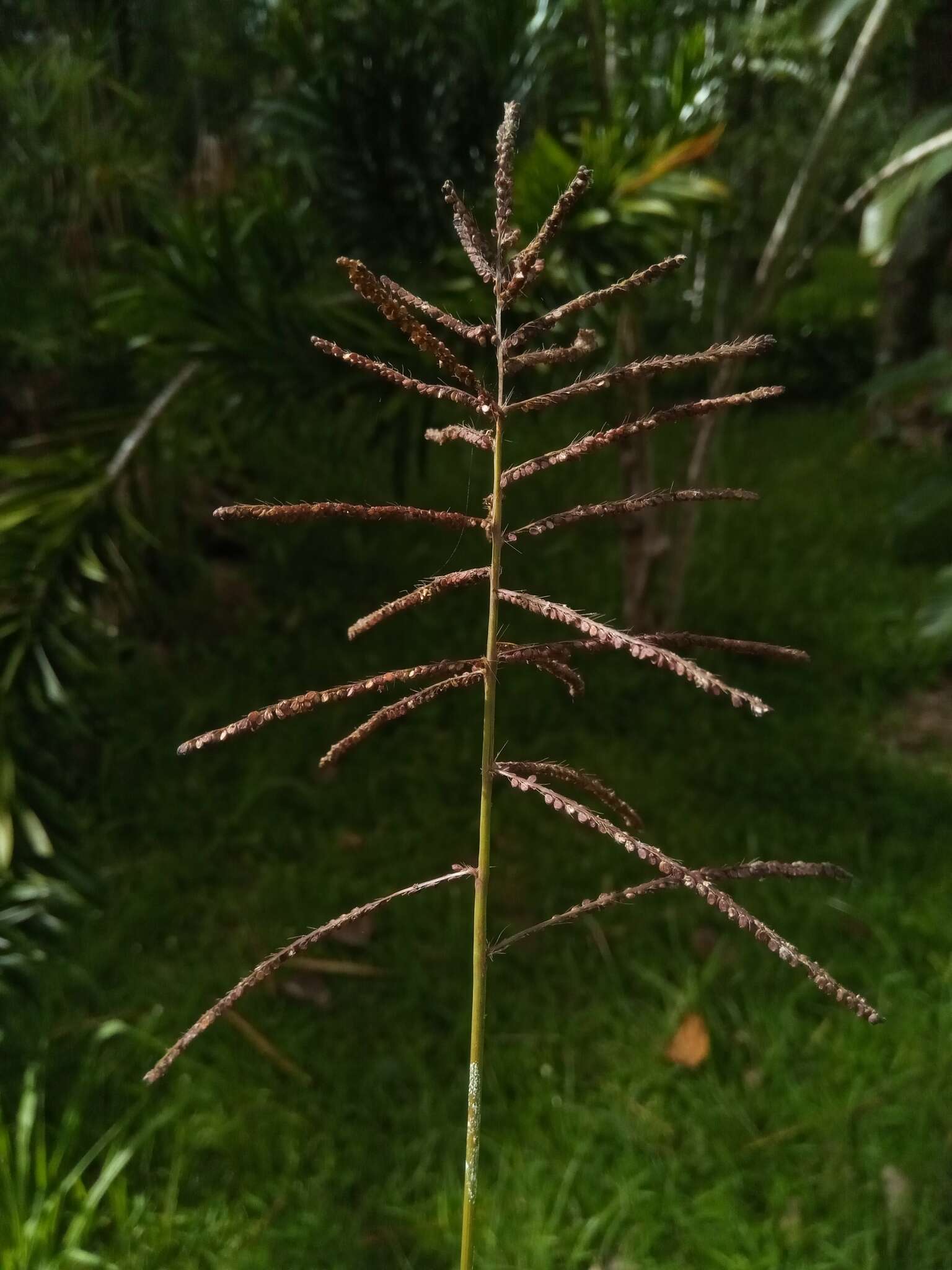 Image de Paspalum paniculatum L.