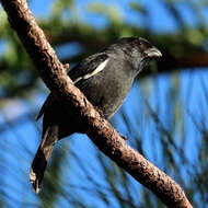 Image of Cuban Bullfinch