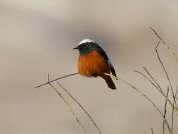 Image of Güldenstädt's Redstart