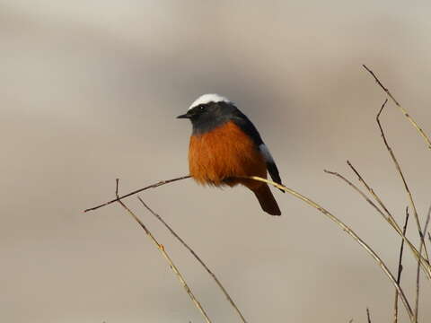 Image of Güldenstädt's Redstart