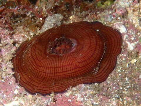 Image of Girdle anemone