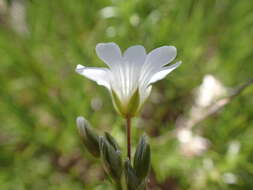 Plancia ëd Cerastium arvense subsp. suffruticosum (L.) Nym.