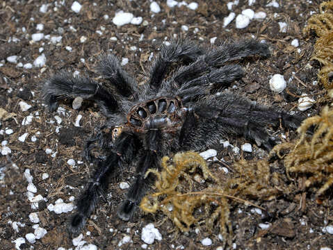 Image of Ecuadorian Purple Tarantula