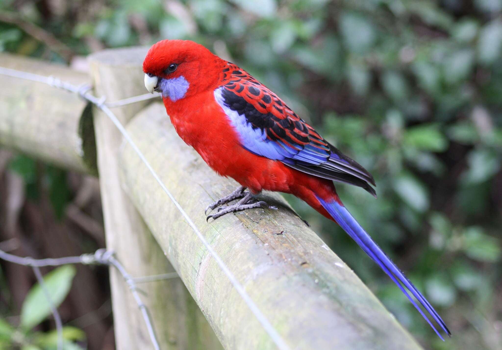 Image of Crimson Rosella