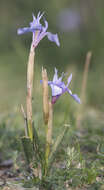 Image of Barbary Nut Iris