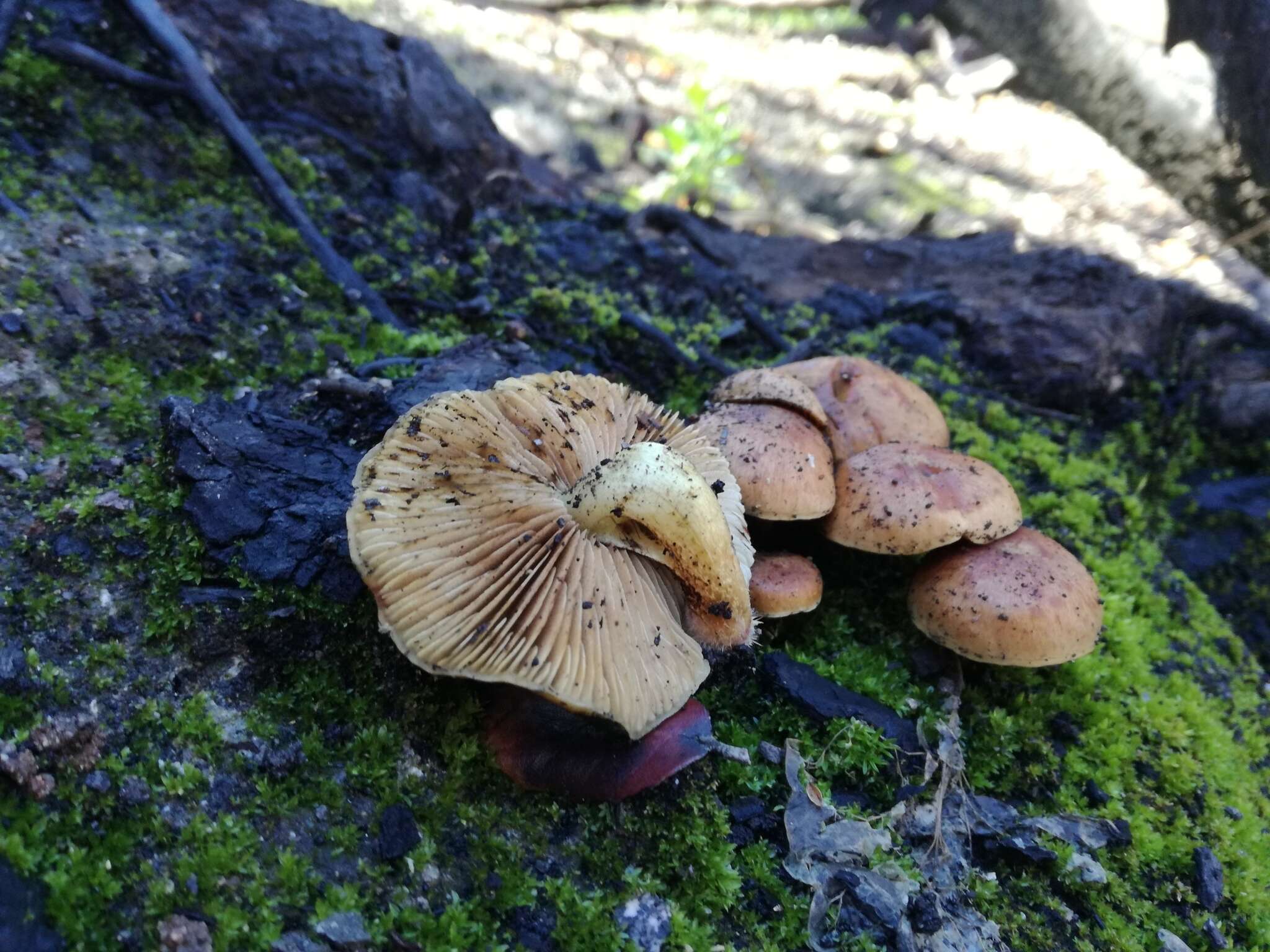 Image of Pholiota highlandensis (Peck) Quadr. & Lunghini 1990