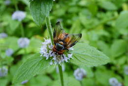 Image of Phasia hemiptera (Fabricius 1794)