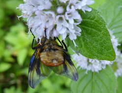 Image of Phasia hemiptera (Fabricius 1794)