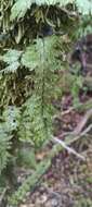 Image of Hymenophyllum pectinatum Cav.