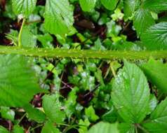 Image of Rubus dentatifolius (Briggs) W. C. R. Watson