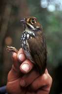 Image of Peruvian Antpitta