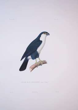 Image of Philippine Falconet