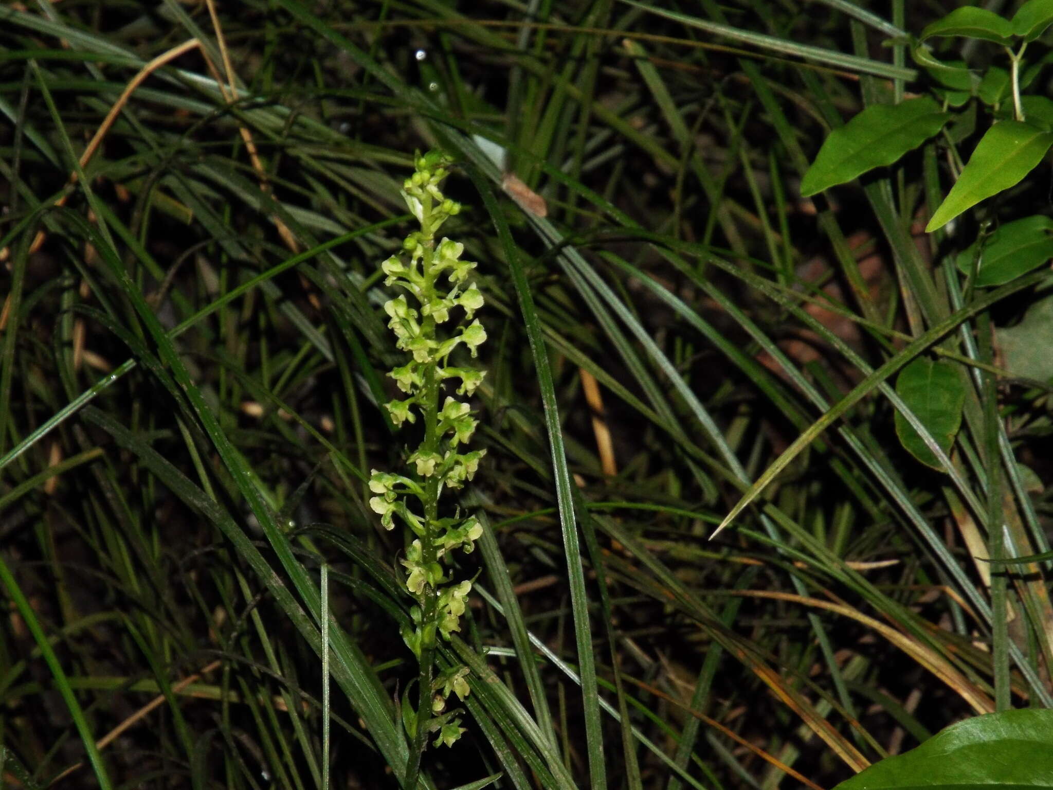 Image of palegreen orchid