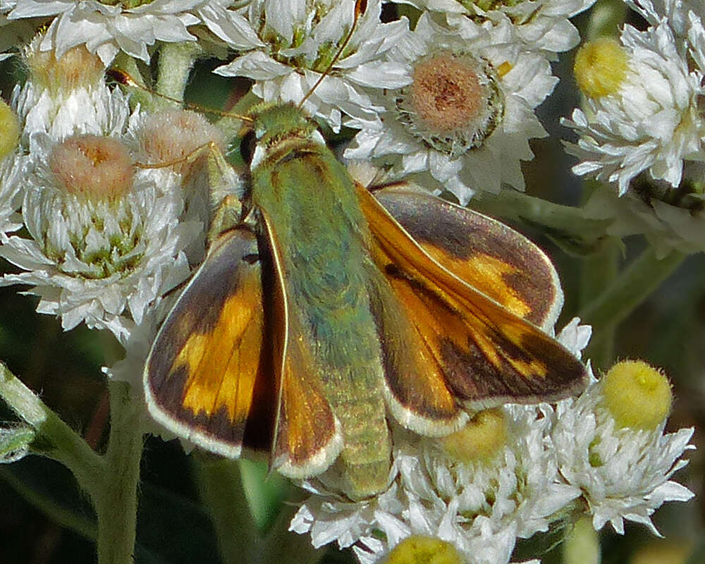 Image of Juba Skipper