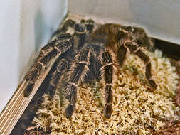 Image of Brazilian Fire Red Tarantula