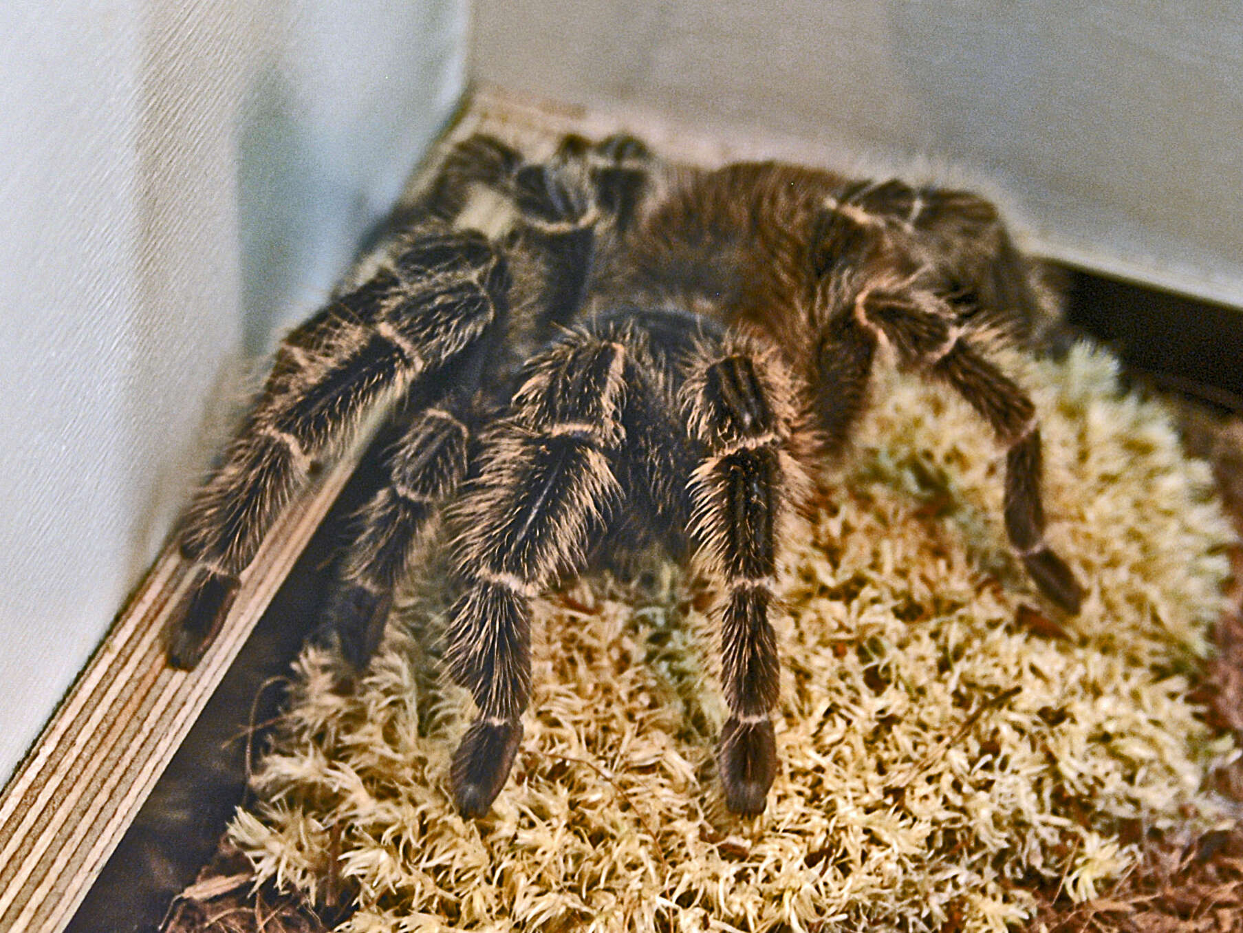 Image of Brazilian Fire Red Tarantula