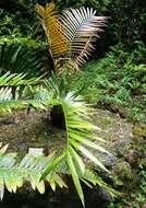 Image of Cycad