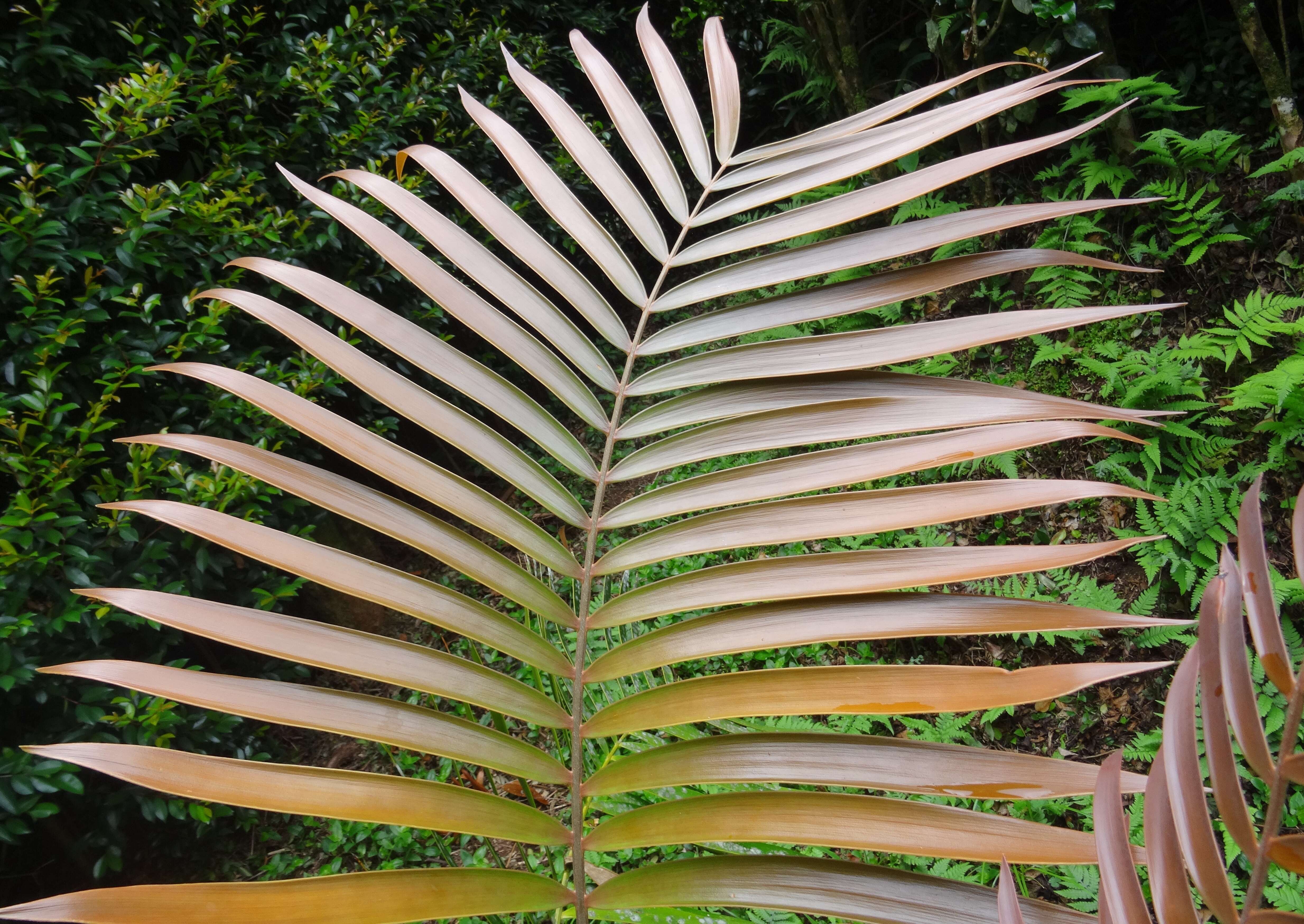 Image of Cycad