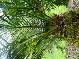 Image of Macrozamia riedlei (Gaudich.) C. A. Gardner