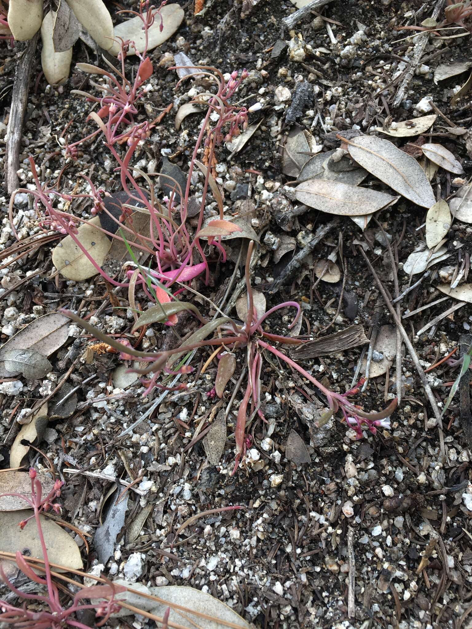 Image of streambank springbeauty