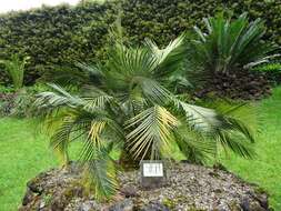 Image of Macrozamia riedlei (Gaudich.) C. A. Gardner