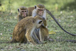 Image of Toque macaque