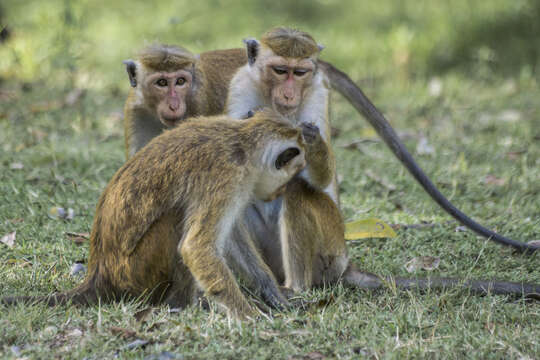 Image of Toque macaque