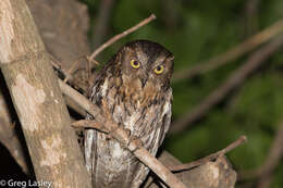 Image of Madagascar Scops-owl