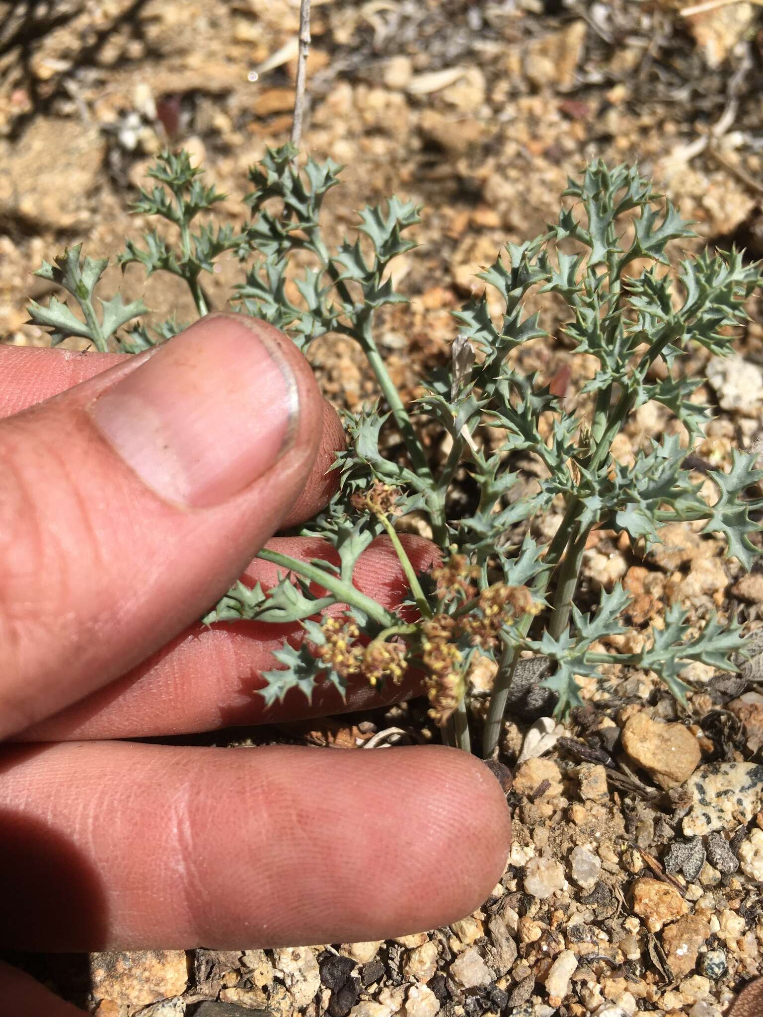 Imagem de Lomatium rigidum (M. E. Jones) Jepson