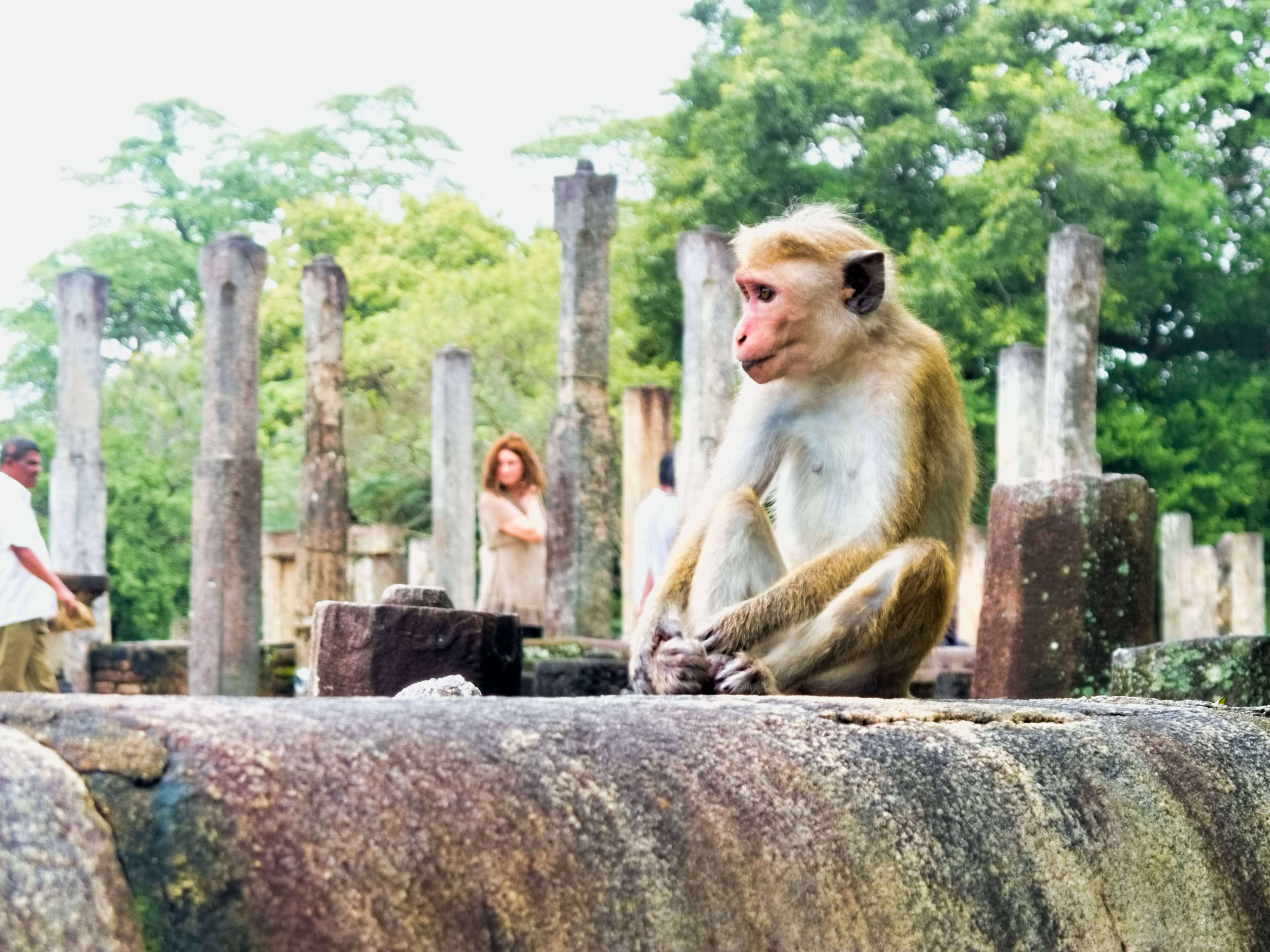 Imagem de Macaca sinica (Linnaeus 1771)