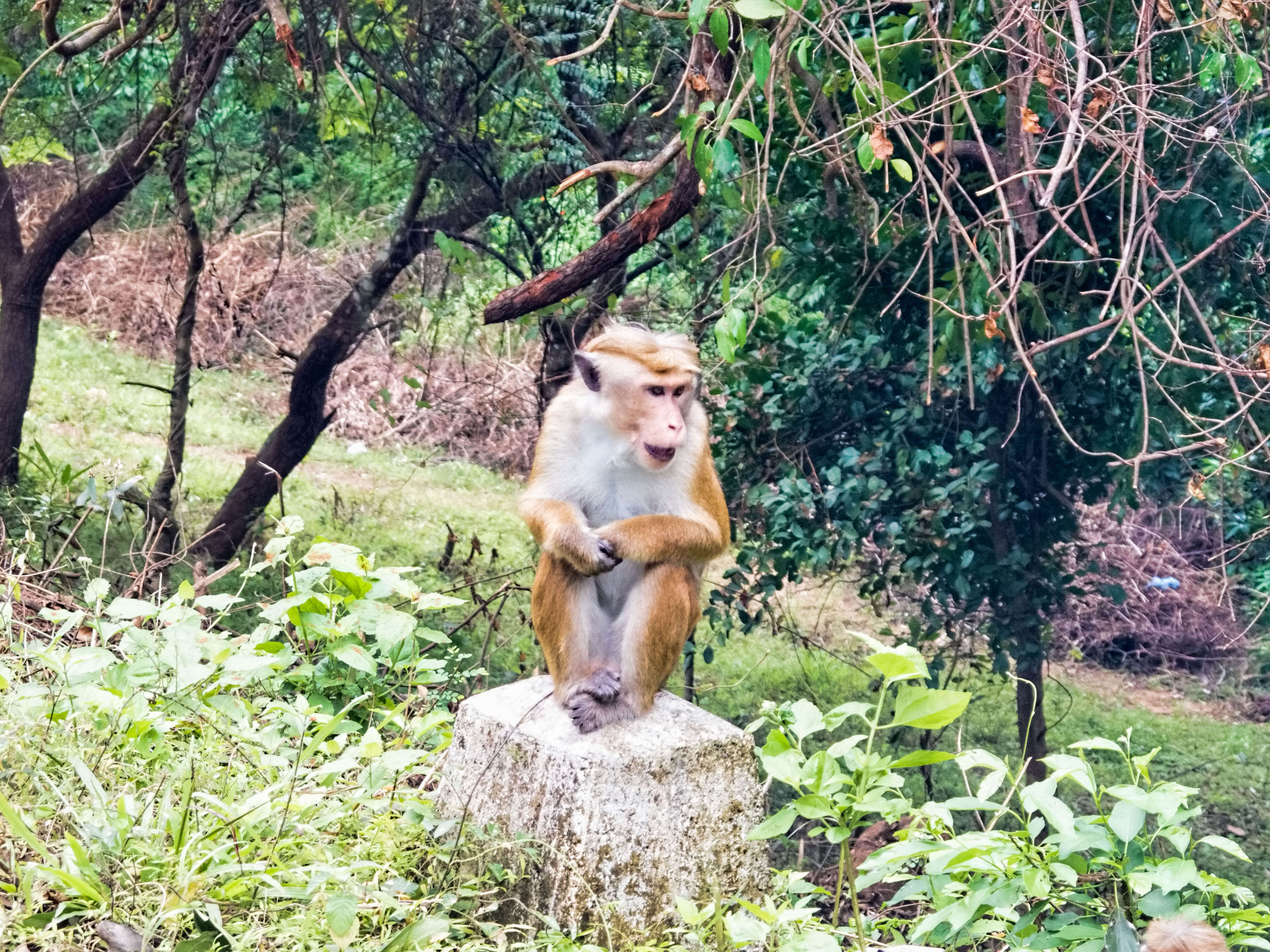 Image of Toque macaque