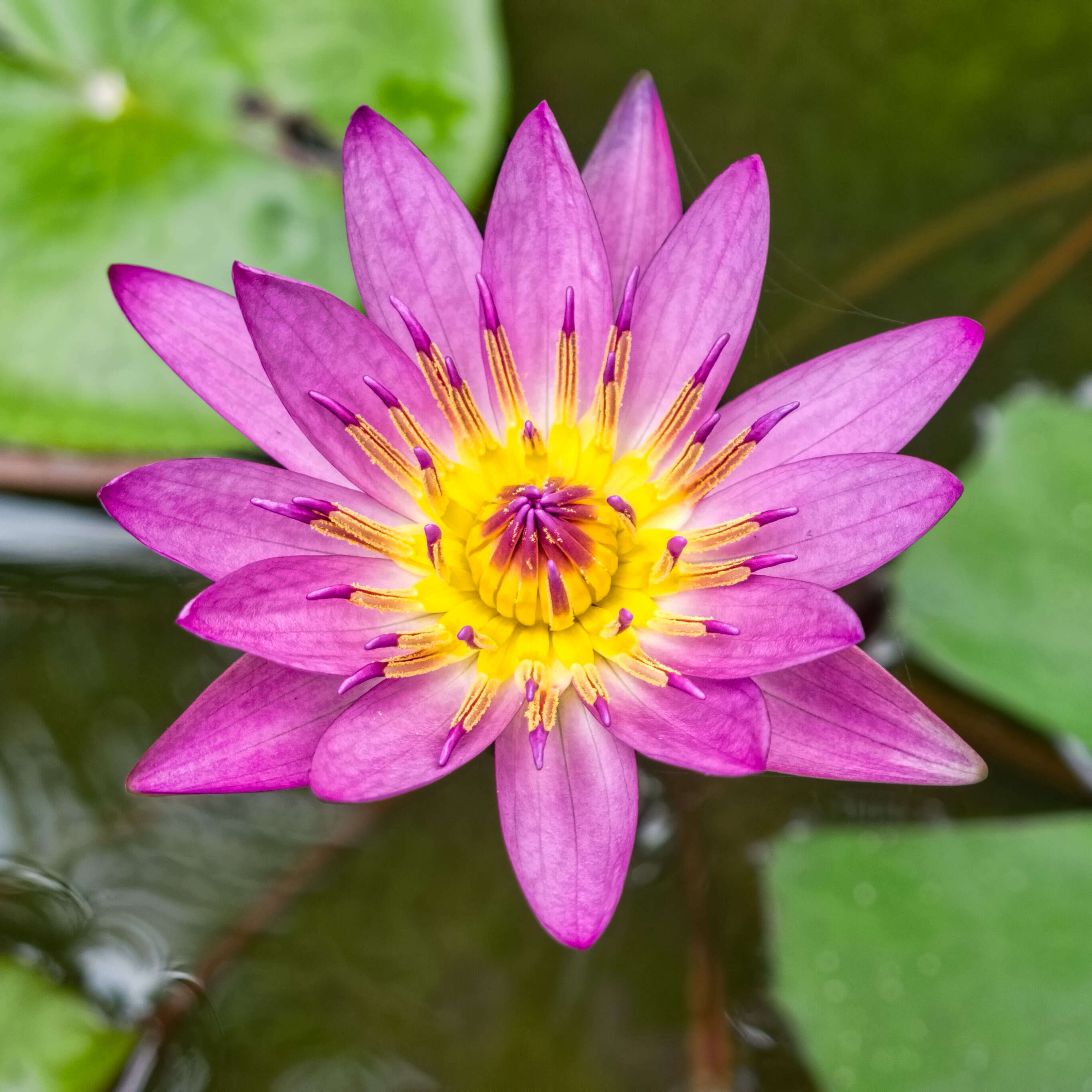 Image of blue star water-lily