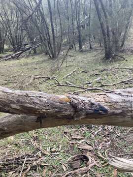 Imagem de Calocera sinensis McNabb 1965