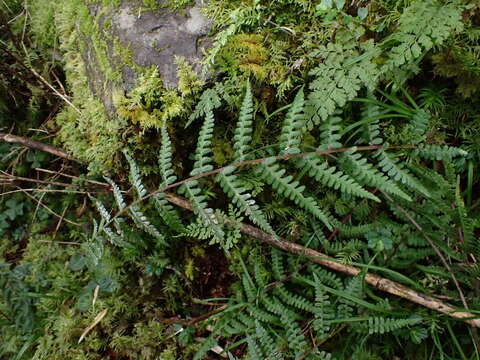 Image of Athyrium oppositipennum var. pubescens (Tag.) Tag.