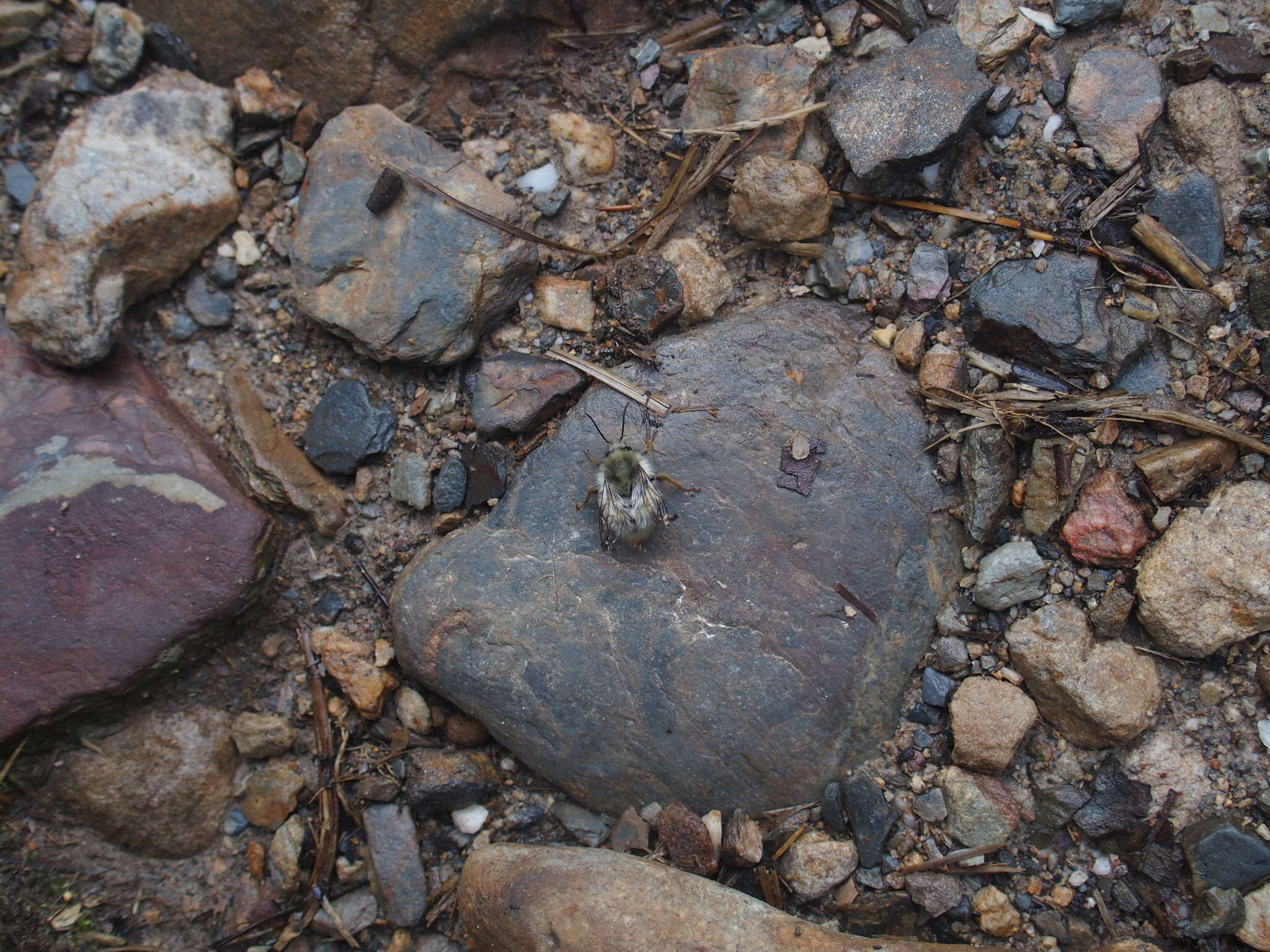 Plancia ëd Bombus sonani (Frison 1934)