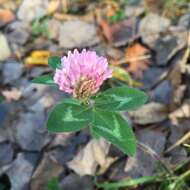 Image of Red Clover