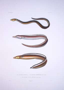 Image of Conger eel