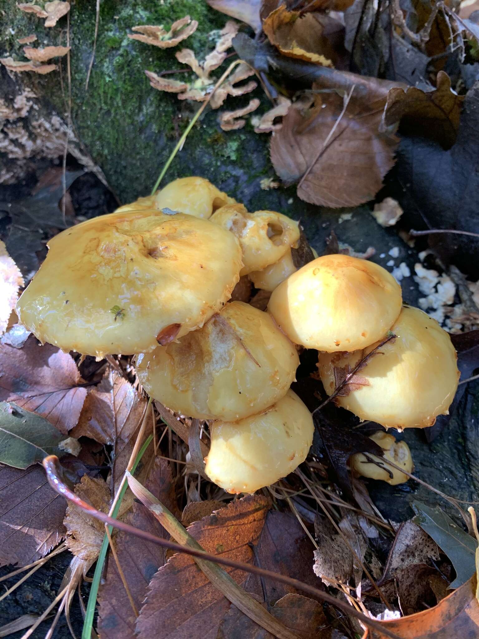 Pholiota malicola (Kauffman) A. H. Sm. 1934 resmi