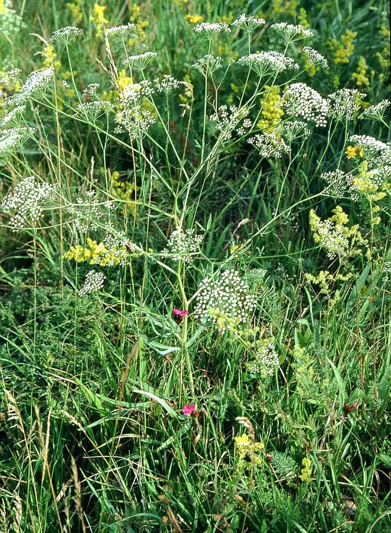 Image of longleaf