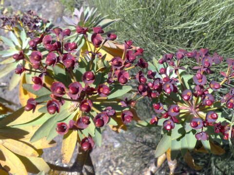 Euphorbia atropurpurea Brouss. ex Willd. resmi