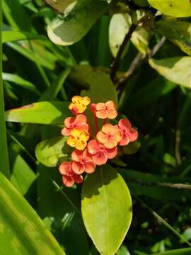 Ixora chinensis Lam. resmi