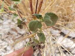 Image of annual bushsunflower