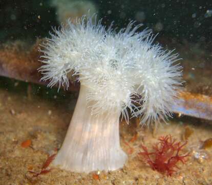 Image of brown sea anemone