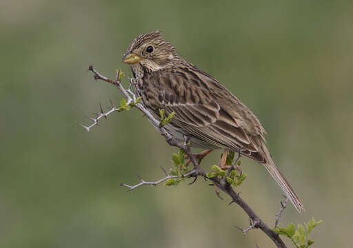 Image of Corn Bunting