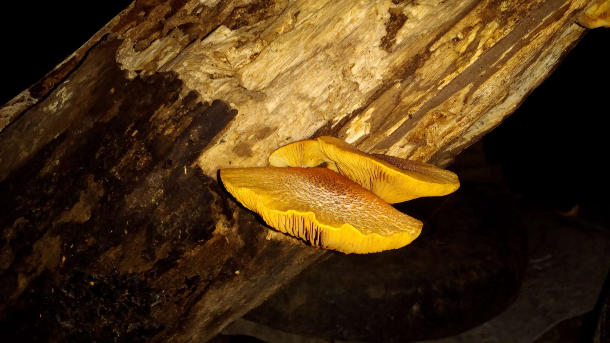 Image of Tricholomopsis decora (Fr.) Singer 1939