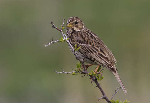 Image of Corn Bunting